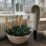 Red Hot Poker Aloe in a Terracotta Bowl RTfact Flowers 
