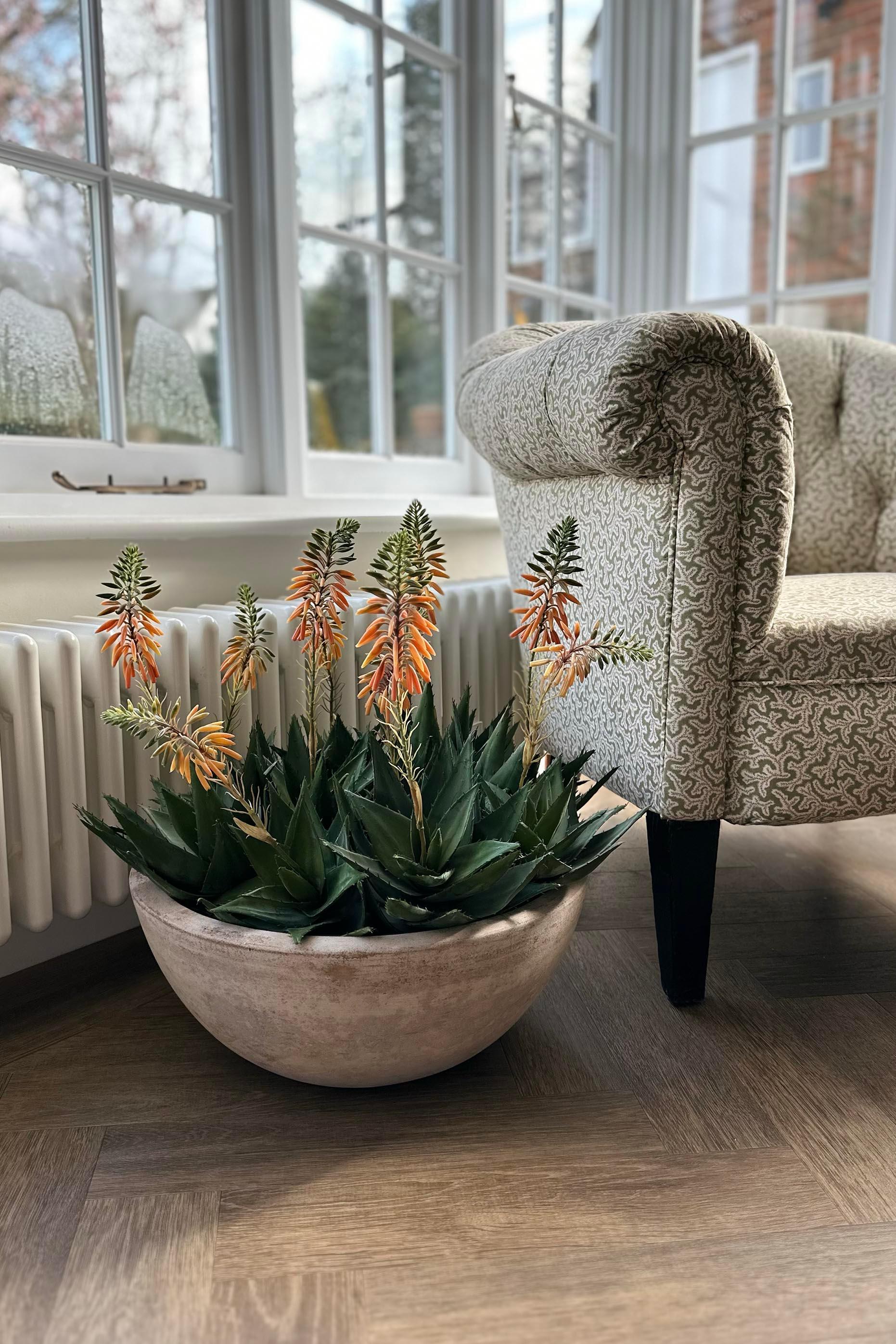 Red Hot Poker Aloe in a Terracotta Bowl RTfact Flowers 