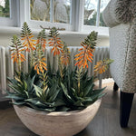 Red Hot Poker Aloe in a Terracotta Bowl RTfact Flowers 
