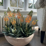 Red Hot Poker Aloe in a Terracotta Bowl RTfact Flowers 
