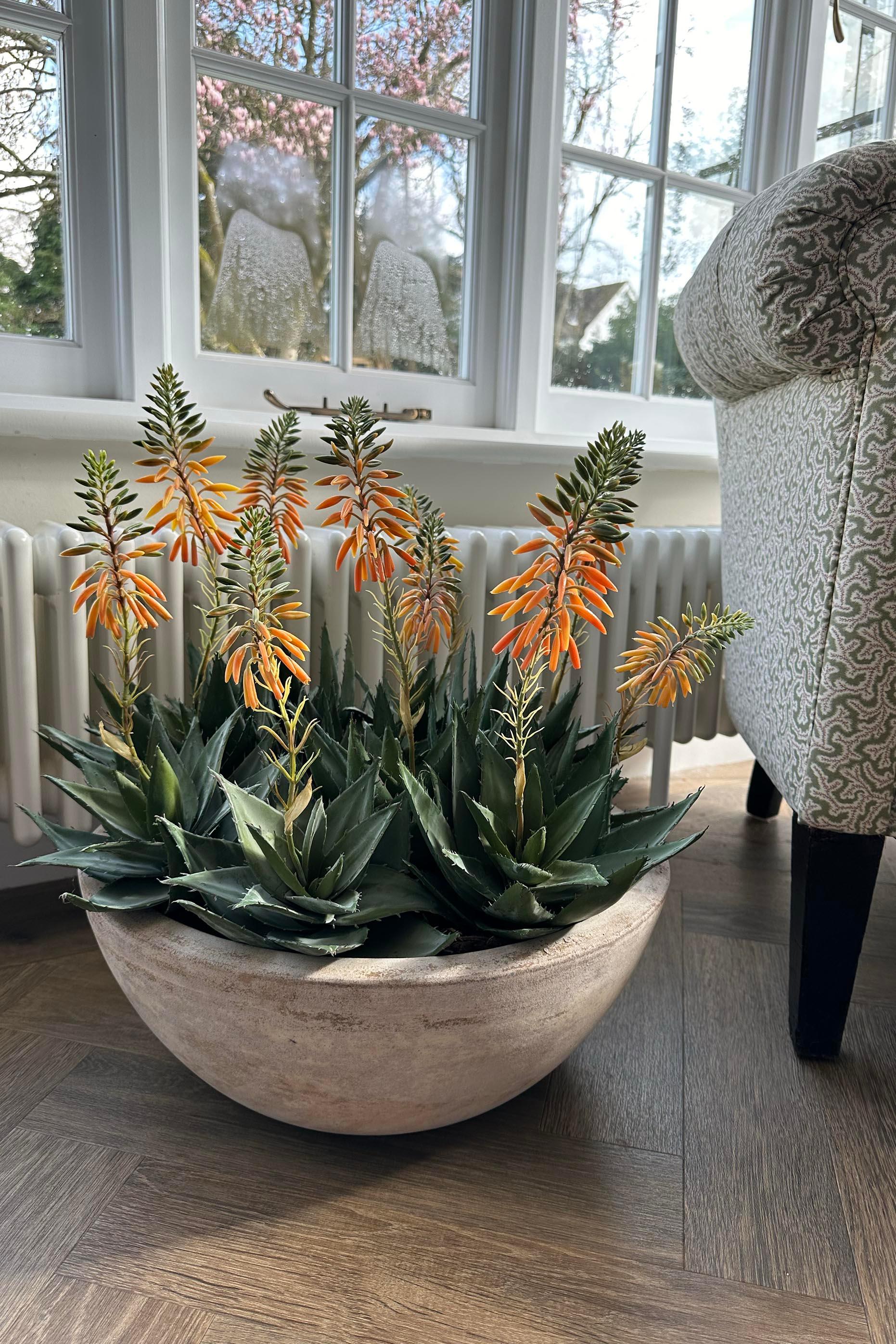 Red Hot Poker Aloe in a Terracotta Bowl RTfact Flowers 