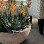 Red Hot Poker Aloe in a Terracotta Bowl RTfact Flowers 