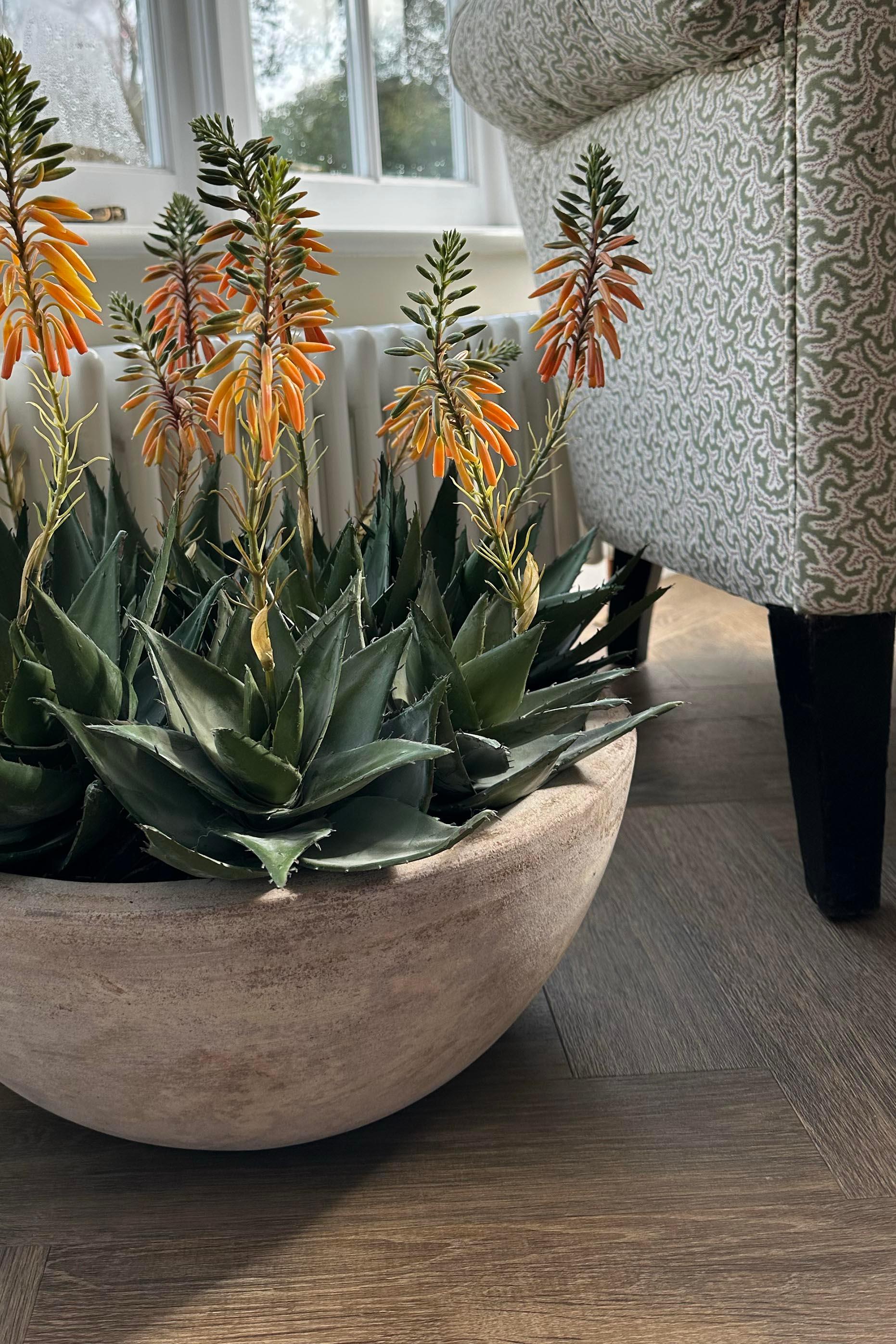 Red Hot Poker Aloe in a Terracotta Bowl RTfact Flowers 