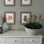 Red Hot Poker Aloe in a Terracotta Bowl RTfact Flowers 