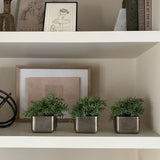 Vanilla Bush in a Pewter Cube