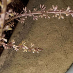 Heather in a Clay Pot RTfact Flowers 