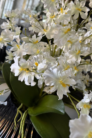 Dancing Orchids in a Ribbed Black Glass Vase