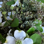 Dogwood and Berry Spray in a Stone Vase RTfact Flowers 