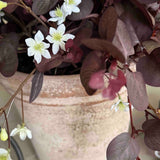 Eucalyptus and Thalictrum Spray in a Terracotta Pot