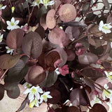 Eucalyptus and Thalictrum Spray in a Terracotta Pot