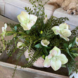 Hellebore and Ferns in a Terracotta Bowl