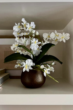White orchids in a brown vase on a shelf