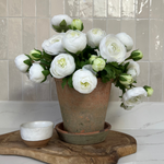 Ranunculus in an Antique Terracotta Pot RTfact Flowers 