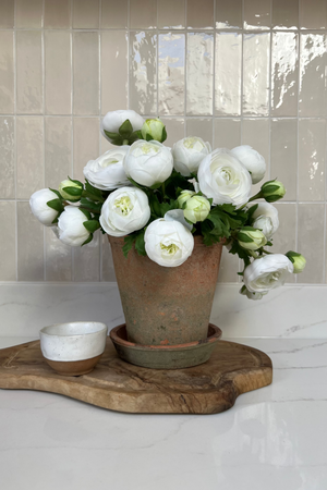 Ranunculus in an Antique Terracotta Pot RTfact Flowers 