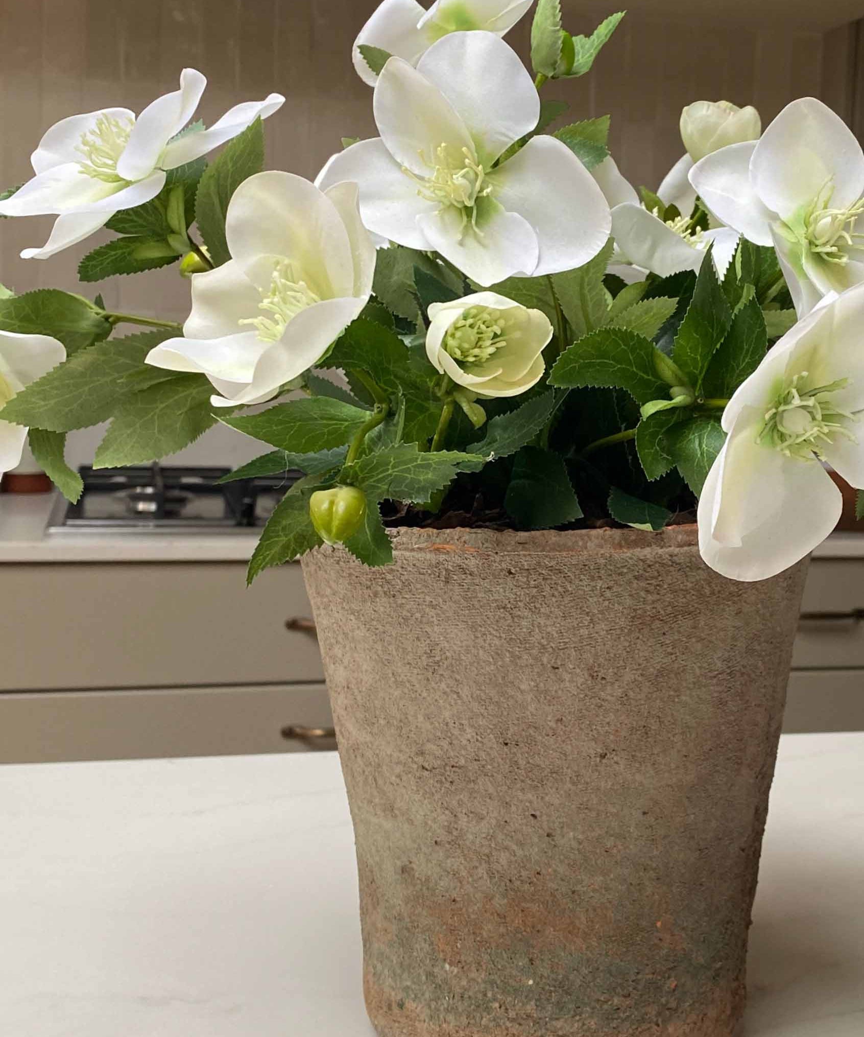 Hellebores in an Antiqued Terracotta Pot (White)
