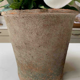 Hellebores in an Antiqued Terracotta Pot (White)