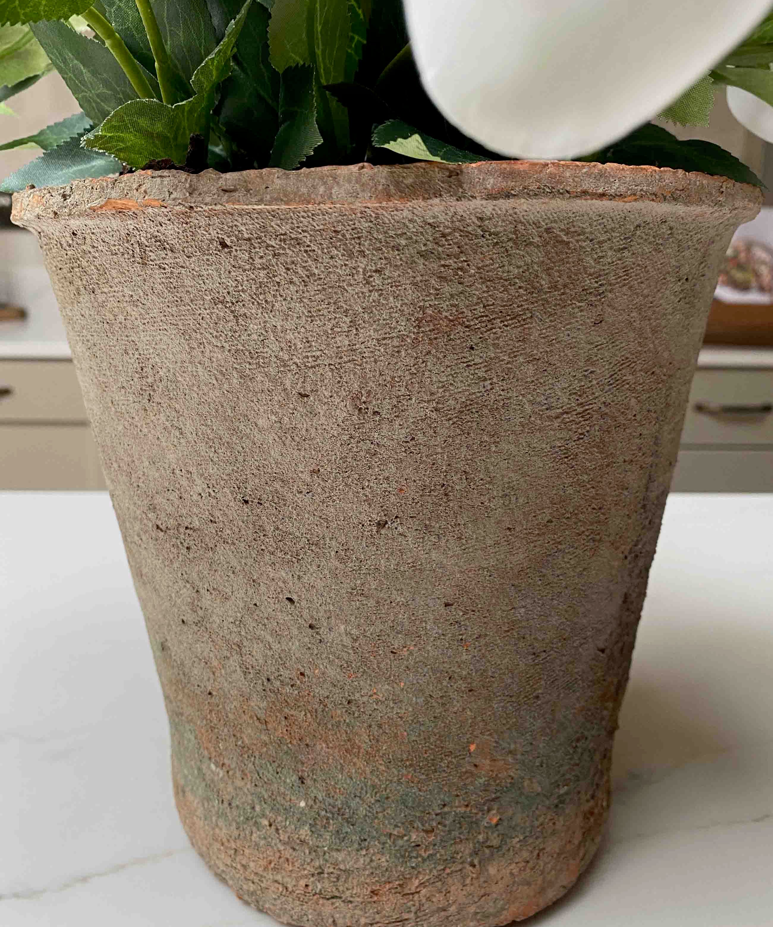 Hellebores in an Antiqued Terracotta Pot (White)