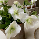 Hellebores in an Antiqued Terracotta Pot (White)
