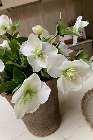Hellebores in an Antiqued Terracotta Pot (White)