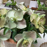 Hellebores in an Antiqued Terracotta Pot (Green Pink)