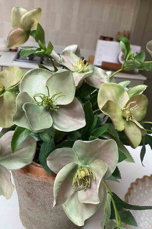 Hellebores in an Antiqued Terracotta Pot (Green Pink)