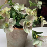 Hellebores in an Antiqued Terracotta Pot (Green Pink)