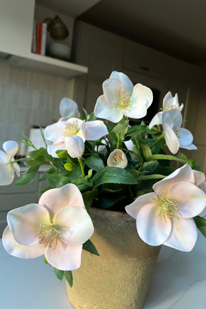 Hellebores in an Antiqued Terracotta Pot (Soft Pink) RTfact Flowers 