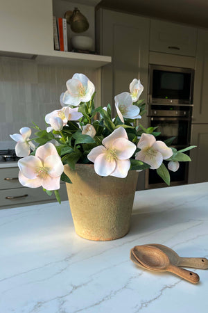 Hellebores in an Antiqued Terracotta Pot (Soft Pink) RTfact Flowers 