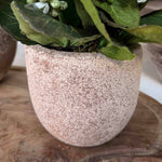 Kalanchoe Bell in a Terracotta Pot RTfact Flowers 