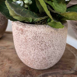 Kalanchoe Bell in a Terracotta Pot RTfact Flowers 