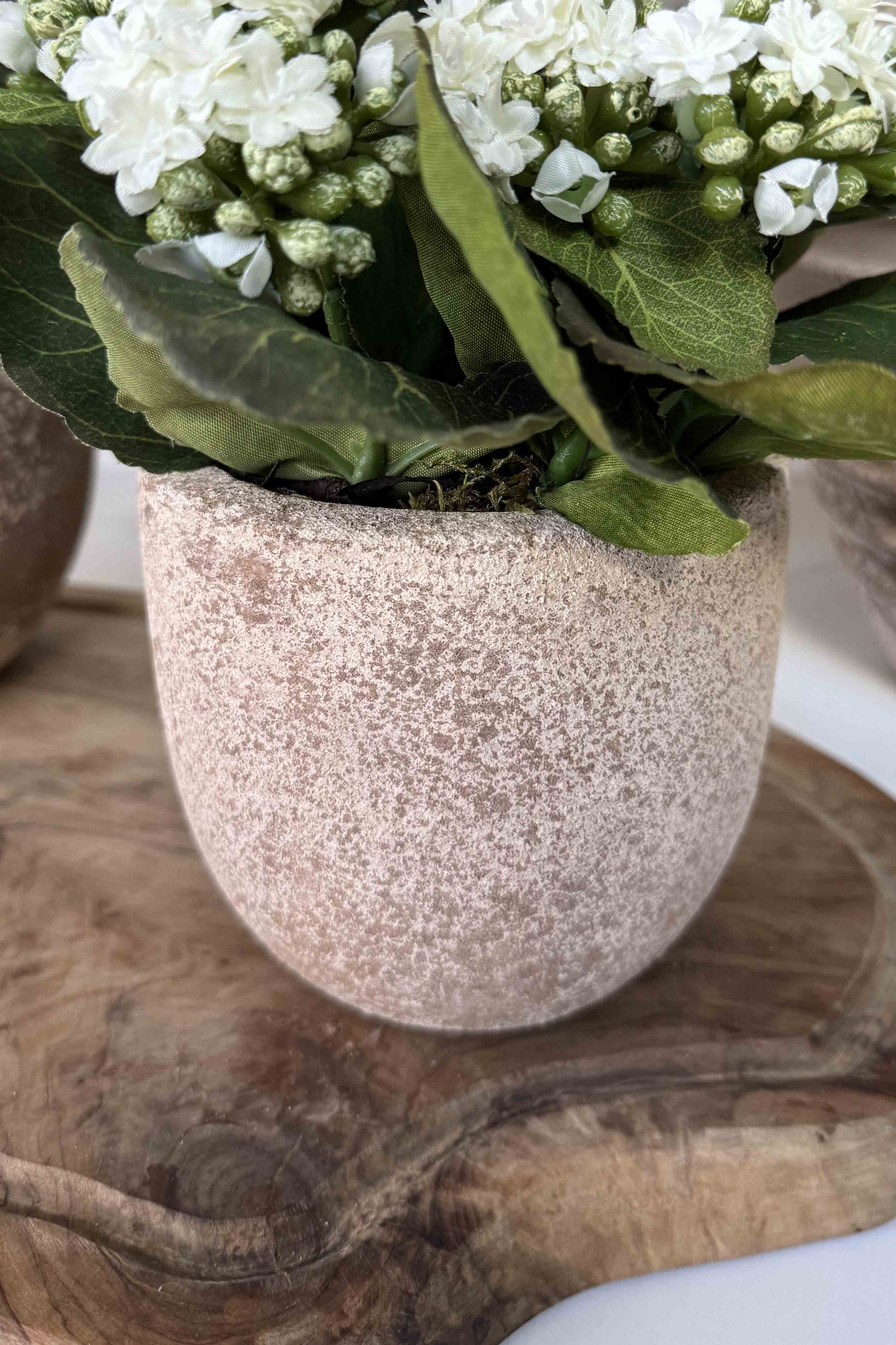 Kalanchoe Bell in a Terracotta Pot RTfact Flowers 
