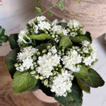 Kalanchoe Bell in a Terracotta Pot RTfact Flowers 