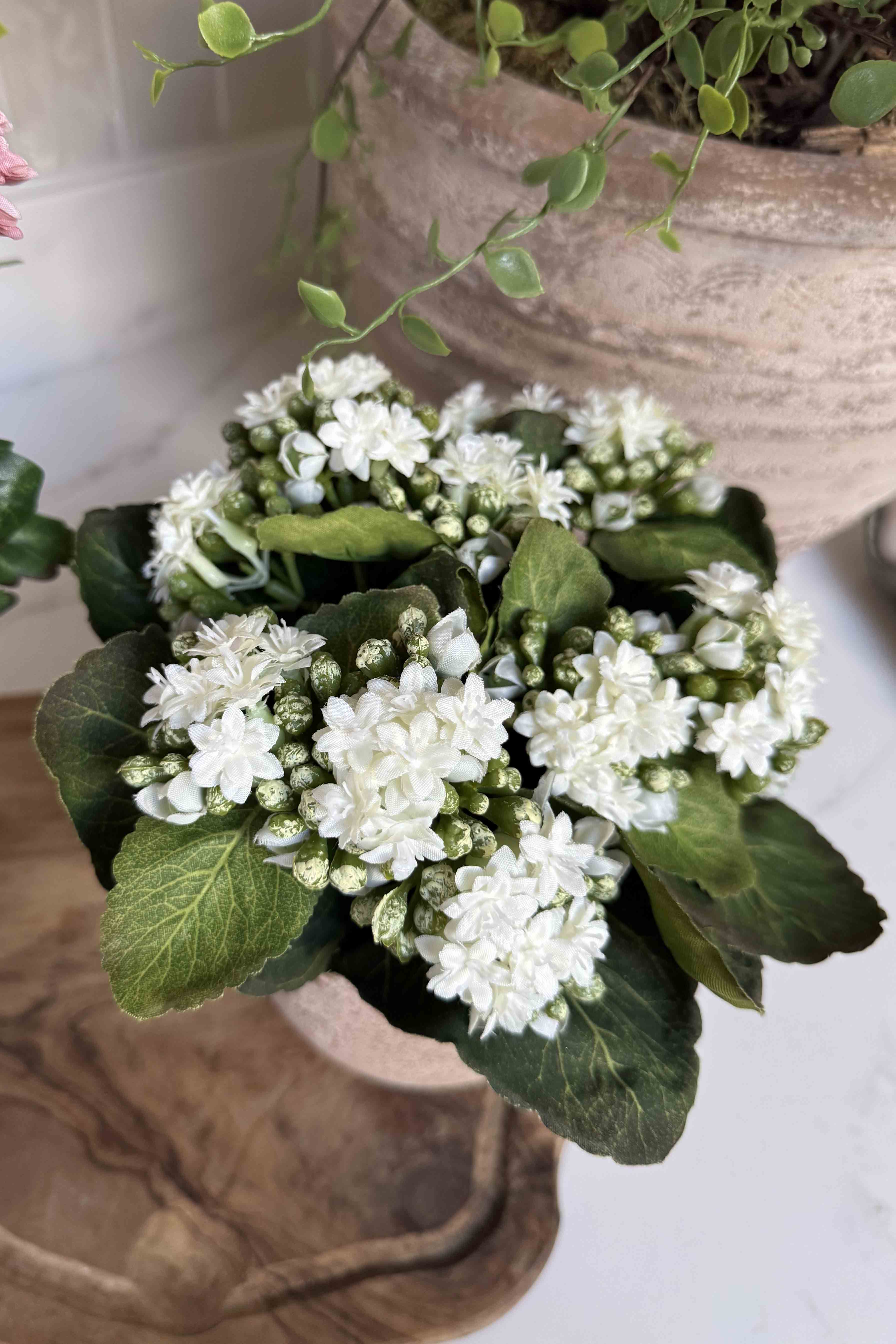 Kalanchoe Bell in a Terracotta Pot RTfact Flowers 