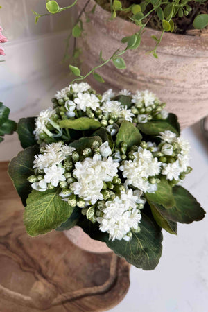 Kalanchoe Bell in a Terracotta Pot RTfact Flowers 