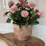 Pink Chrysanthemum in a Terracotta Pot RTfact Flowers 
