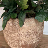 Pink Chrysanthemum in a Terracotta Pot RTfact Flowers 