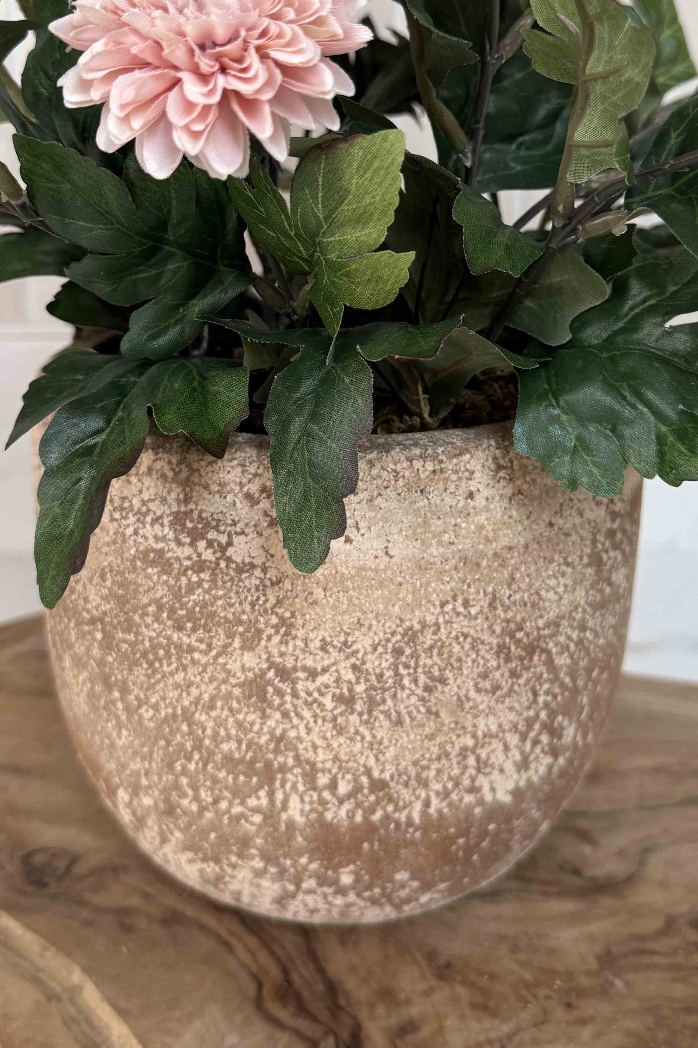 Pink Chrysanthemum in a Terracotta Pot RTfact Flowers 