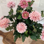 Pink Chrysanthemum in a Terracotta Pot RTfact Flowers 