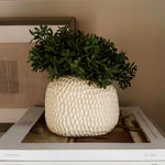 Teabush in a Cream Dimpled Vase RTfact Flowers 
