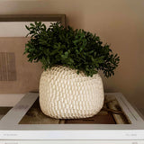 Teabush in a Cream Dimpled Vase RTfact Flowers 