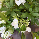 Bucida, Hydrangea spray and Viburnum flower in a Bronze hand-painted Vase RTfact Flowers 