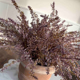 Heather in a Terracotta Ribbed Pot (Light Purple)