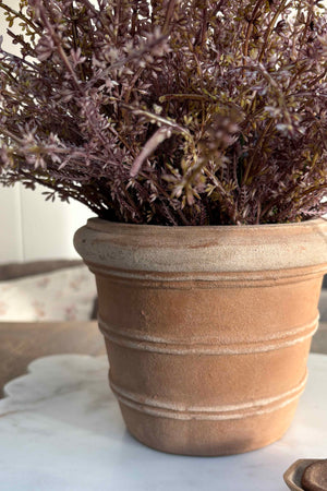 Heather in a Terracotta Ribbed Pot ( [Light Purple)