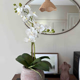 White Orchid in a Round Terracotta Pot RTfact Flowers 