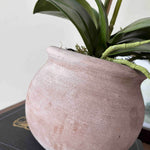 White Orchid in a Round Terracotta Pot RTfact Flowers 