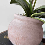 White Orchid in a Round Terracotta Pot RTfact Flowers 