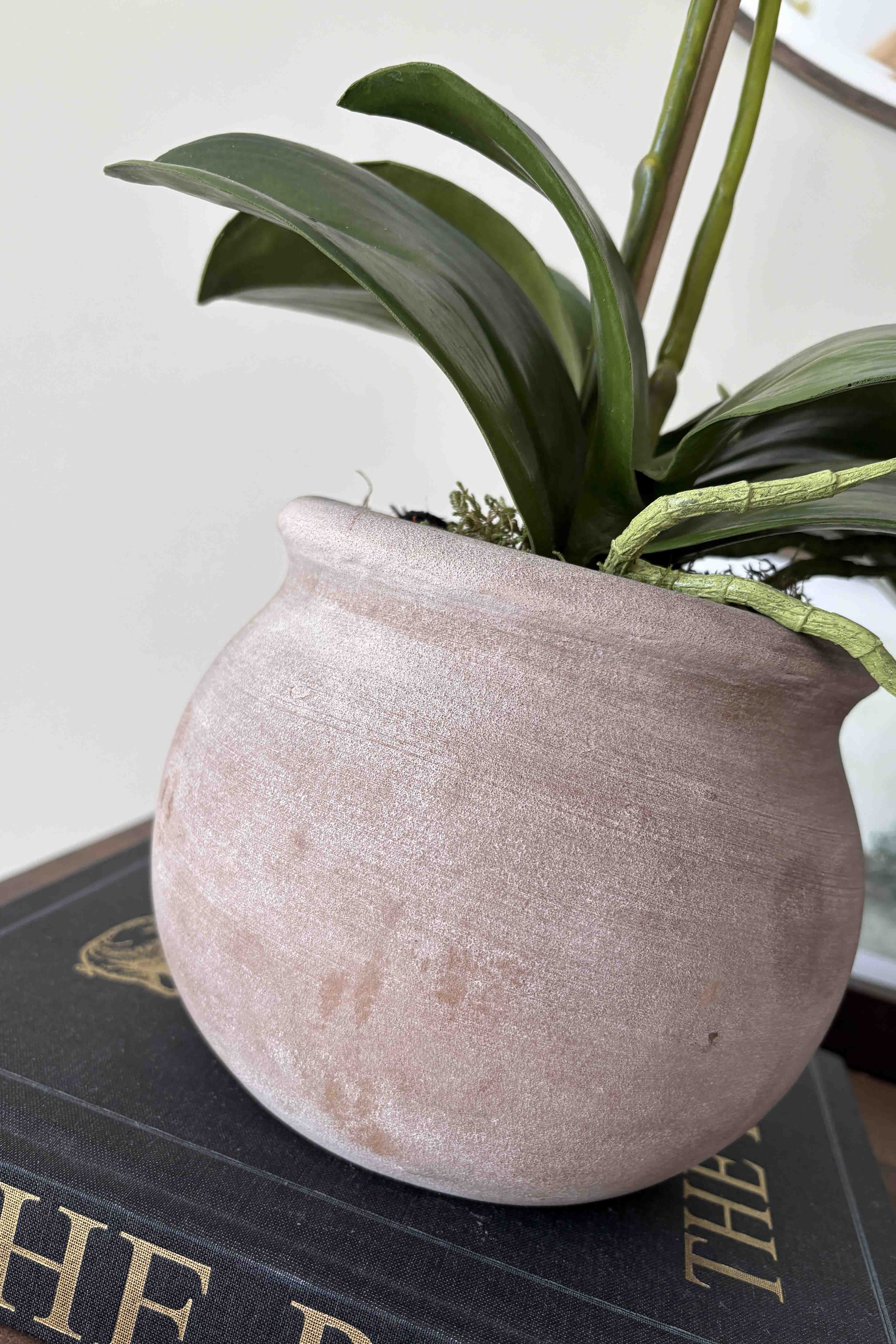 White Orchid in a Round Terracotta Pot RTfact Flowers 