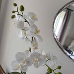 White Orchid in a Round Terracotta Pot RTfact Flowers 