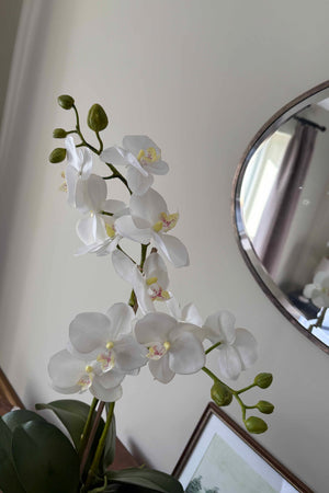 White Orchid in a Round Terracotta Pot RTfact Flowers 