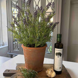 Lavender in a Terracotta Pot RTfact Flowers 